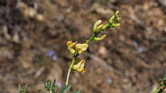 Astragalus oocarpus