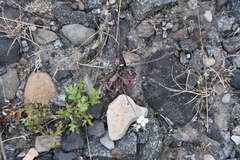Arabidopsis lyrata petraea