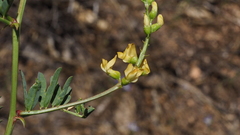 Astragalus oocarpus
