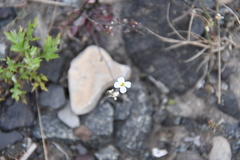 Arabidopsis lyrata petraea