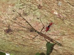 Maculonecroscia shukayi