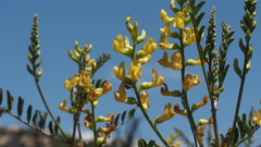 Astragalus oocarpus