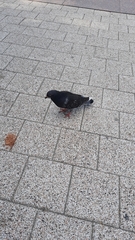 Columba livia domestica