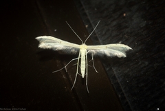 Imbophorus aptalis