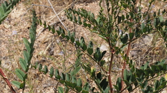 Astragalus oocarpus