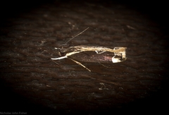 Chaliniastis astrapaea