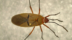 Dysdercus obliquus