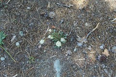 Calyptridium monospermum