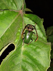 Retrachydes thoracicus