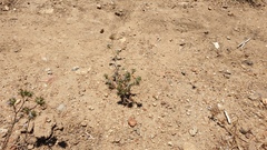 Eriastrum filifolium