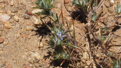Eriastrum filifolium