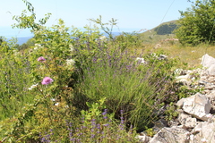 Lavandula angustifolia