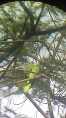 Amazona finschi