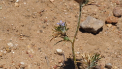 Eriastrum filifolium