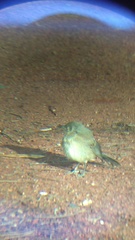 Toxostoma curvirostre