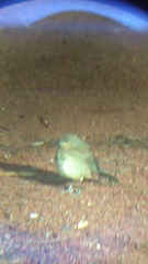 Toxostoma curvirostre