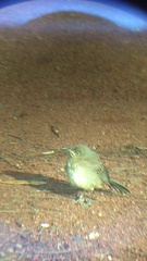 Toxostoma curvirostre