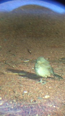 Toxostoma curvirostre