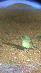 Toxostoma curvirostre