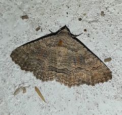 Pericyma albidentaria