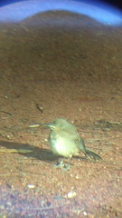 Toxostoma curvirostre