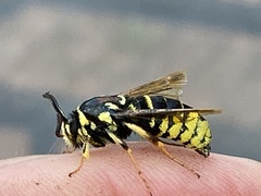 Paranthrene simulans