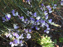 Psoralea pullata