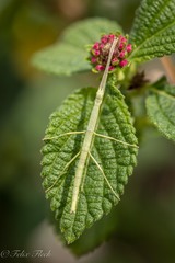 Pseudosermyle