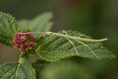 Pseudosermyle