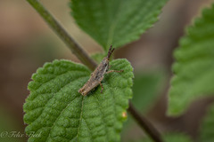 Acrididae