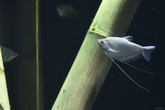 Moonlight Gourami photo 3