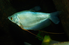 Moonlight Gourami photo 4