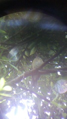 Turdus rufopalliatus