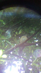 Turdus rufopalliatus