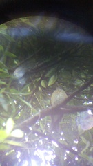 Turdus rufopalliatus