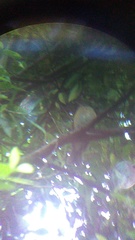 Turdus rufopalliatus