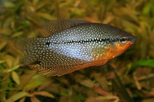Gourami perlé (Trichopodus leerii)