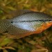 Pearl Gourami - Photo (c) BEDO (Thailand), some rights reserved (CC BY-SA)
