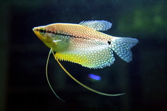 Pearl Guarami photo 5