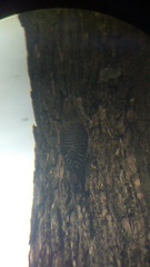 Melanerpes uropygialis