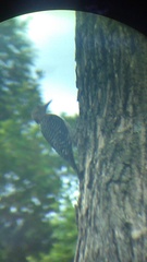 Melanerpes uropygialis