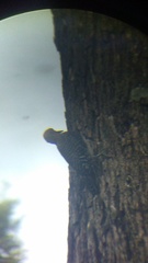 Melanerpes uropygialis