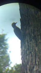 Melanerpes uropygialis