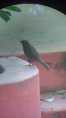 Melozone fusca