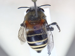 Anthophora pilifrons