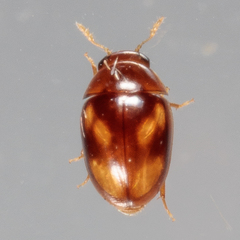 Neolitochrus pulchellus