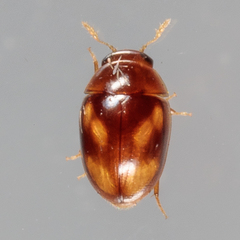 Neolitochrus pulchellus