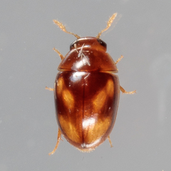 Neolitochrus pulchellus