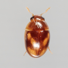 Neolitochrus pulchellus