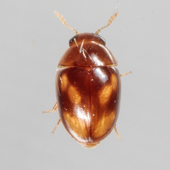 Neolitochrus pulchellus